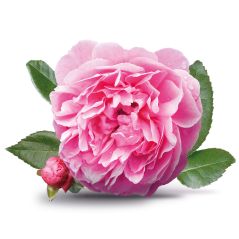 الورد التركي الطبيعي - الورد الدمشقي