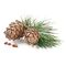Texas Cedarwood